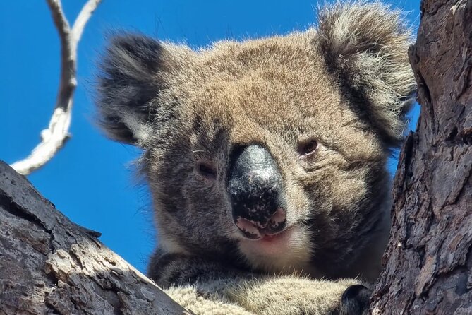Port Lincoln Mikkira Station Wild Koala Safari Tour - Port Lincoln wild koala safari value: is $114.04 worth it?