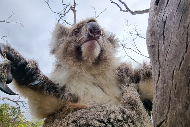Port Lincoln Mikkira Station Wild Koala Safari Tour - Who should book this wild koala safari (and who might not)