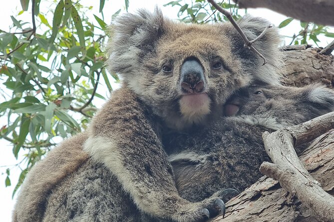 Port Lincoln Mikkira Station Wild Koala Safari Tour - Practical tips so you enjoy the experience more
