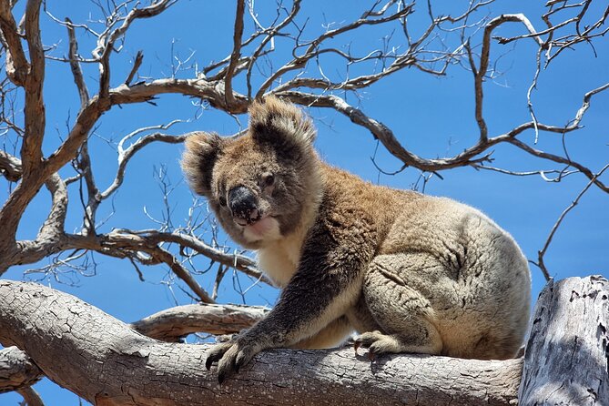 Port Lincoln Mikkira Station Wild Koala Safari Tour - The wildlife photographer angle: why it’s more than just a ticket