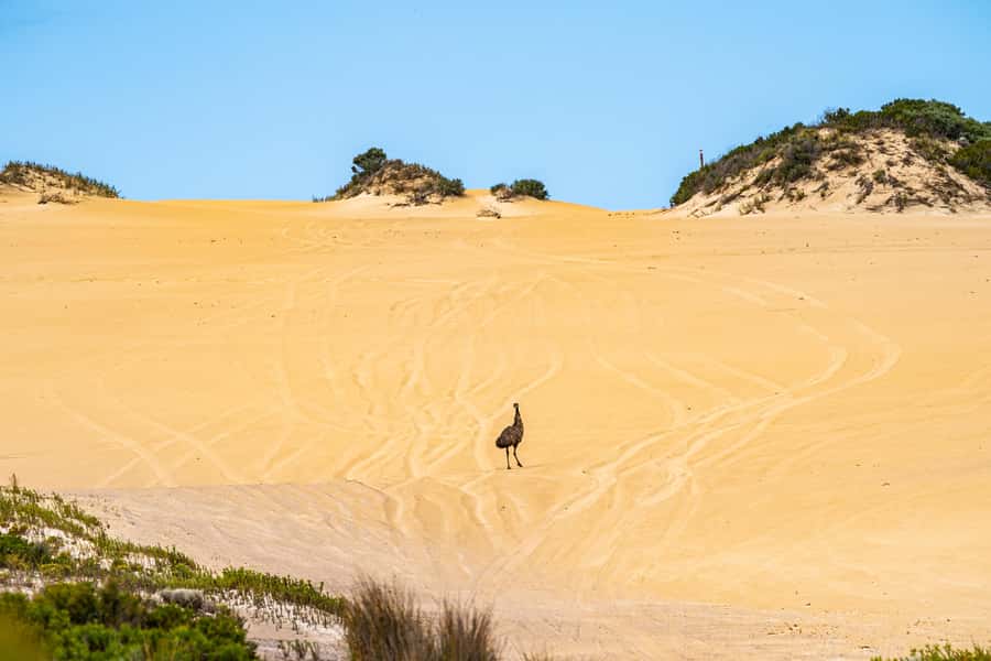 Port Lincoln: Wildlife and Sightseeing Full-Day 4WD Tour - What to bring, fitness reality, and the weather factor