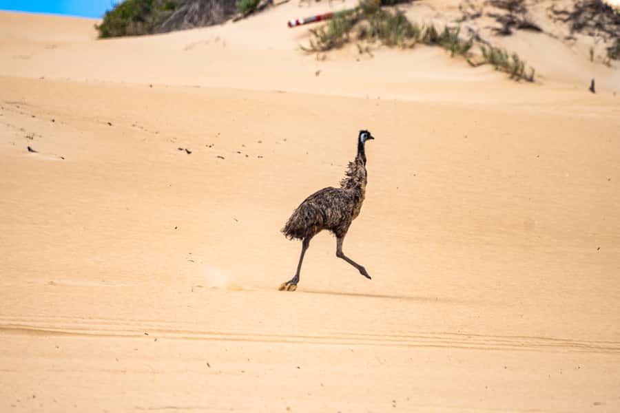 Port Lincoln: Wildlife and Sightseeing Full-Day 4WD Tour - Sleaford to Wanna: the sand-dune 4WD thrill you came for