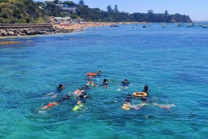 Port Phillip Bay Snorkeling with Sea Dragons - Key things I’d watch for on this sea dragon snorkel