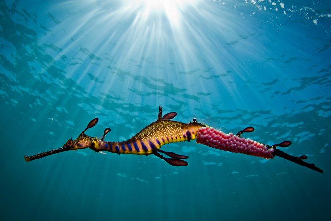 Port Phillip Bay Snorkeling with Sea Dragons - Weedy sea dragons in Port Phillip Bay: why this tour is different