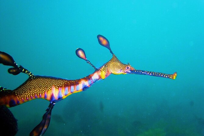 Port Phillip Bay Snorkeling with Sea Dragons - Staying safe and comfortable: buoyant wetsuits plus a life ring