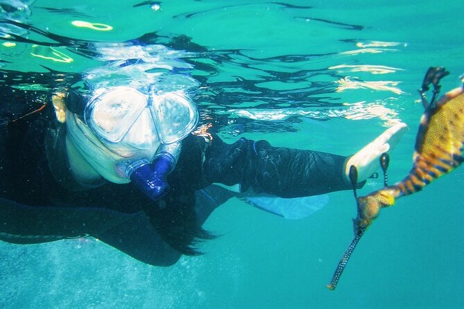 Port Phillip Bay Snorkeling with Sea Dragons - Logistics that affect your experience: Portsea meeting point, no pickup