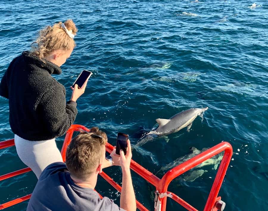 Port Stephens: 1hr Dolphin Watch Express - Key Points Before You Go