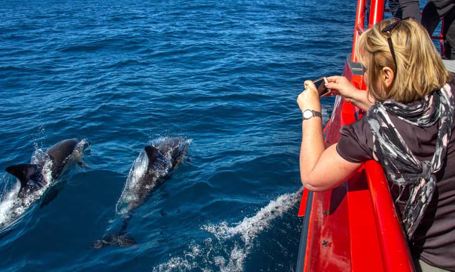Port Stephens: 1hr Dolphin Watch Express - Envision + 360° Viewing: Why the Boat Setup Matters