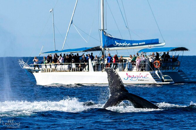Port Stephens 3 Hour Whale and Dolphin Watch Cruise - What You’re Actually Watching For: Humpback Whales and More