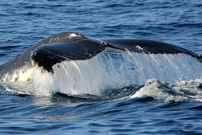 Port Stephens 3 Hour Whale and Dolphin Watch Cruise - The Cabbage Tree Island Seal Chance (And Why It’s Smart to Include)