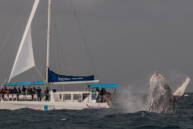 Port Stephens 3 Hour Whale and Dolphin Watch Cruise - Deck Comfort: Covered Foredeck, Cabin Escape, and Warmth That Helps