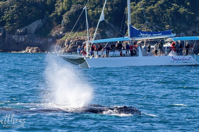 Port Stephens 3 Hour Whale and Dolphin Watch Cruise - Value and Price: Is $62.04 Worth It?