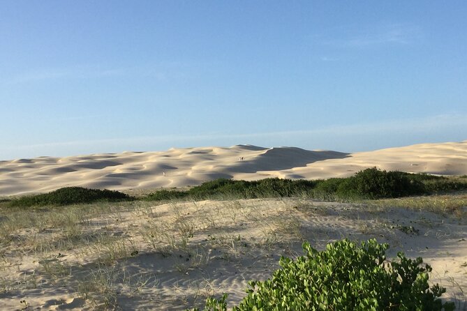 Port Stephens, Beach and Sand Dune 4WD Tag-Along Tour - Wildlife odds at Port Stephens: what you can look for (and what you can’t control)