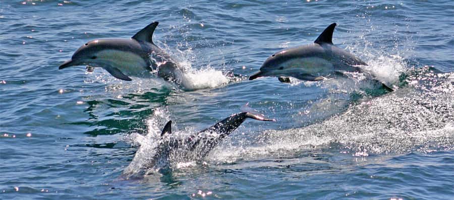 Port Stephens: Dolphin, Lunch, Koalas&Sandboarding -Mandarin - Getting from Sydney to Port Stephens: the early start that saves your day