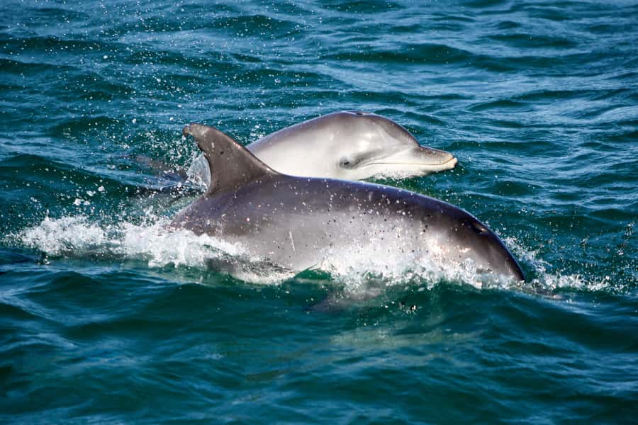 Port Stephens: Dolphin, Lunch, Koalas&Sandboarding -Mandarin - Tour pace, guide style, and the human factor