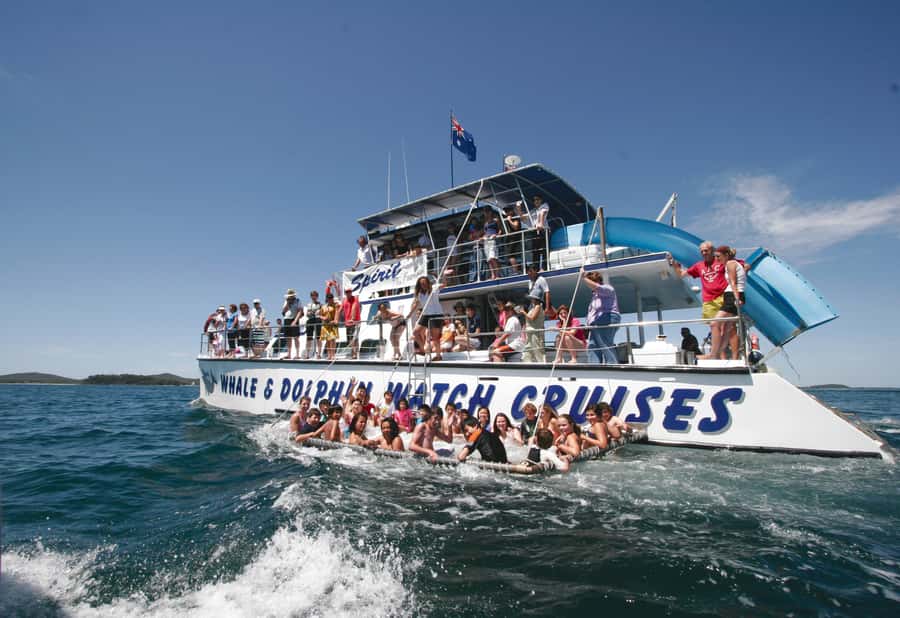 Port Stephens: Dolphin Watch Cruise with Swimming and Slides - Quick Highlights Before You Go