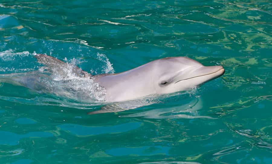 Port Stephens: Dolphin Watch Cruise with Swimming and Slides - Meeting at Wharf 1 and Getting Set for the 2-Hour Ride
