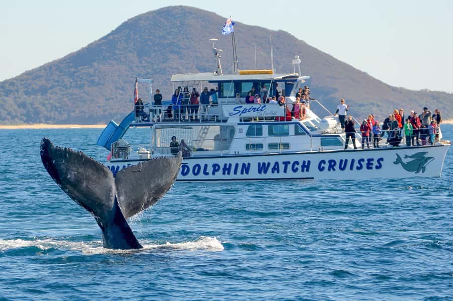 Port Stephens, from Newcastle: Whales, hike & sand dunes! - Door-to-door Port Stephens from Newcastle: the van time is part of the day