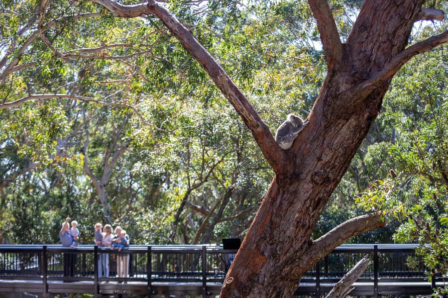 Port Stephens: Koala Sanctuary General Admission Ticket - Key things to know before you go