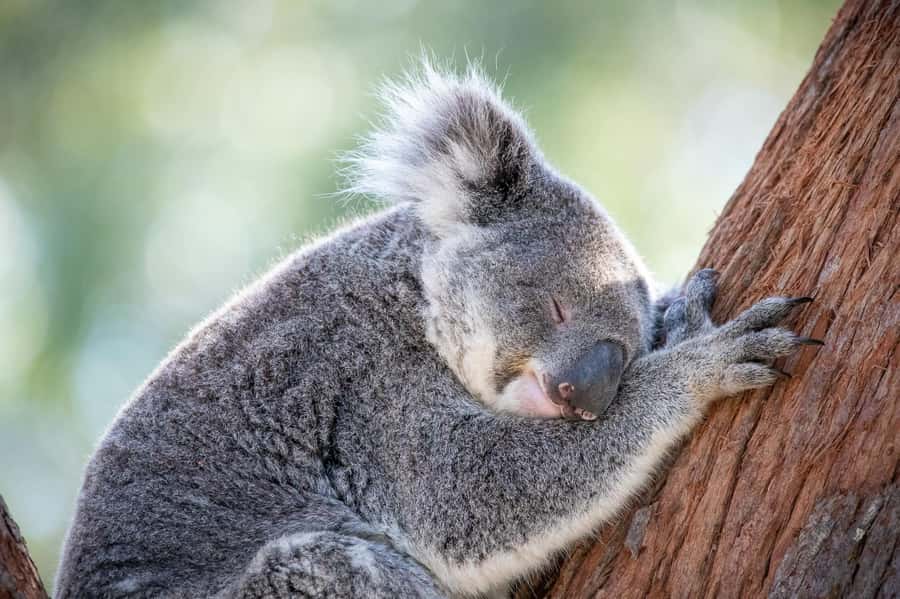Port Stephens: Koala Sanctuary General Admission Ticket - Port Stephens Koala Sanctuary, in plain terms: what you actually do