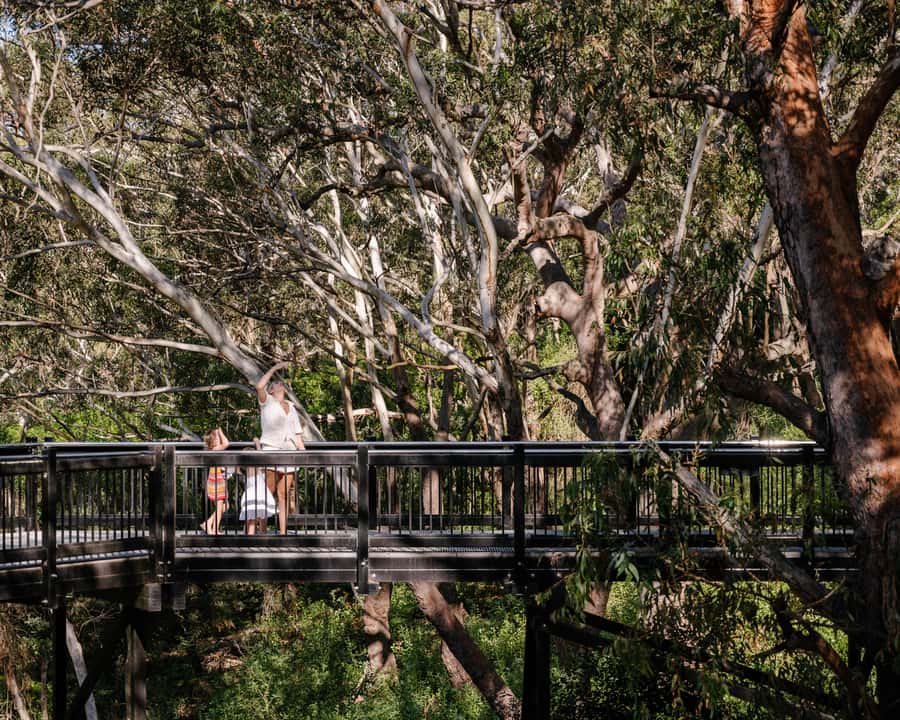 Port Stephens: Koala Sanctuary General Admission Ticket - Newcastle Airport SKYwalk (225m): the tree-top view that changes the day
