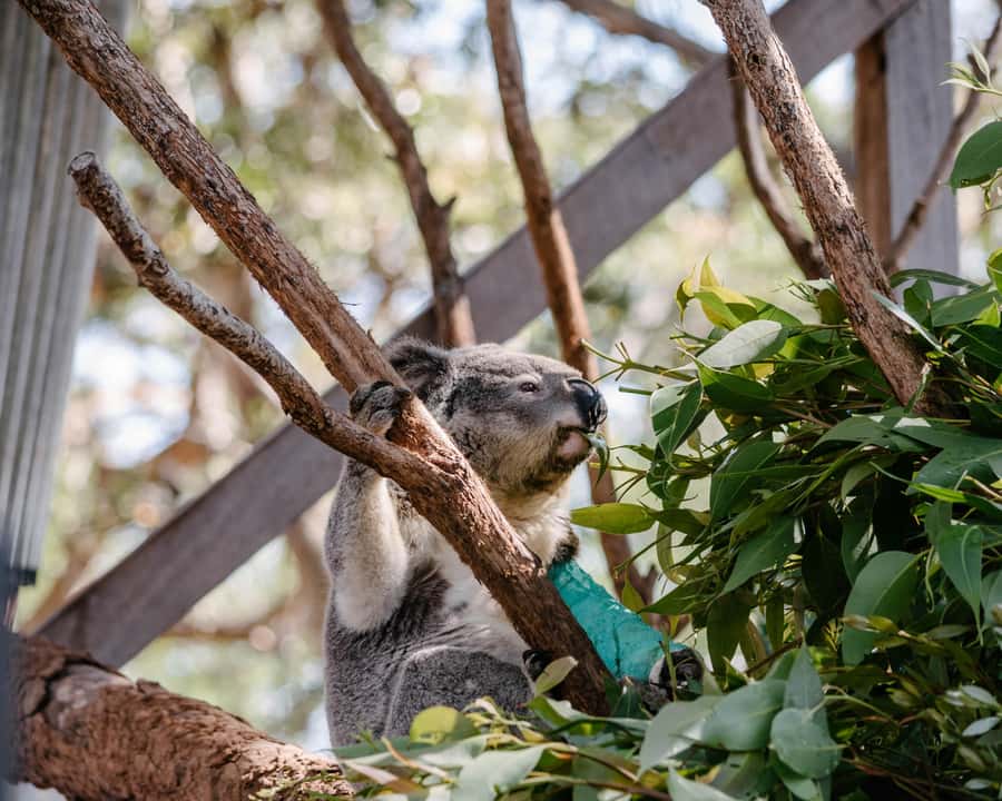 Port Stephens: Koala Sanctuary General Admission Ticket - The route: Sanctuary Story Walk, hospital viewing, and the SKYwalk loop
