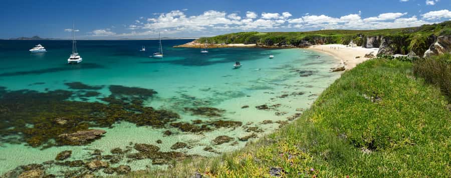 Port Stephens: Port Stephens Island Snorkel Adventure Cruise - Marine Life You Can Hope to See (and What to Look For)