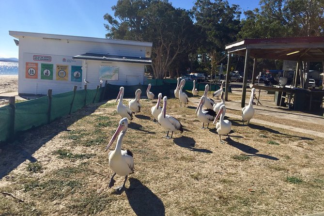 Port Stephens Private Tour From Sydney, with Dolphin/ Whale Cruise Options - Camel Riding: A Fun Option That May Depend on Day-to-Day Availability