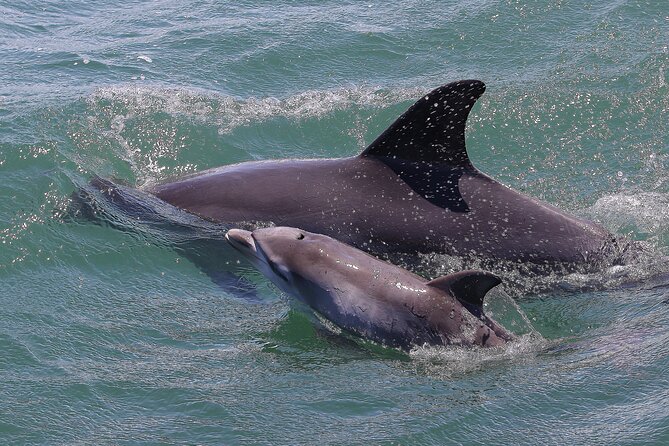 Port Stephens: Splash 'n' Slide Dolphin Cruise - Splash ’n’ Slide Dolphin Cruise in Port Stephens: What the Experience Feels Like