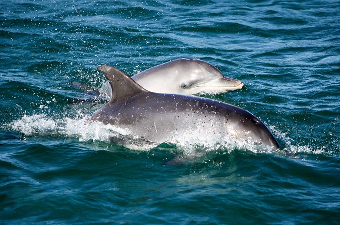 Port Stephens: Splash 'n' Slide Dolphin Cruise - The Onboard Waterslide: The Part Everyone Times Their Day Around