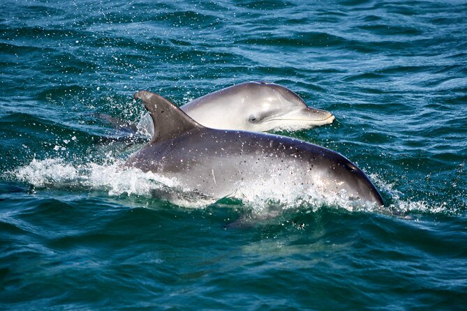 Port Stephens: Splash 'n' Slide Dolphin Cruise - Weather, Water, and Safety: How to Have Fun Without Getting Miserable