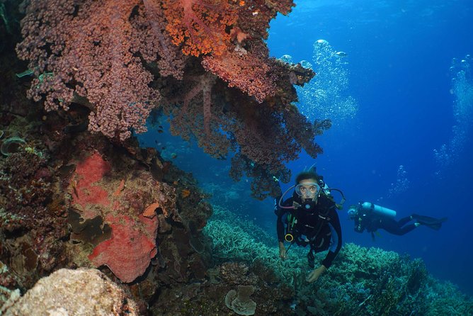 Poseidon Outer Great Barrier Reef Snorkeling and Diving Cruise from Port Douglas - What you can expect to see: more than just pretty coral