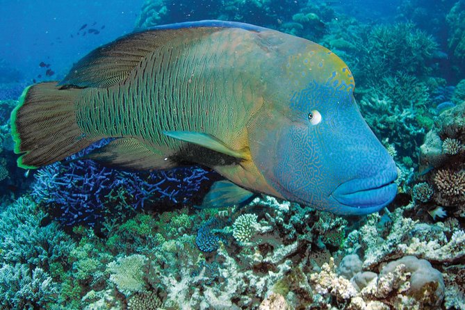 Poseidon Outer Great Barrier Reef Snorkeling and Diving Cruise from Port Douglas - The itinerary on the water: what each part feels like