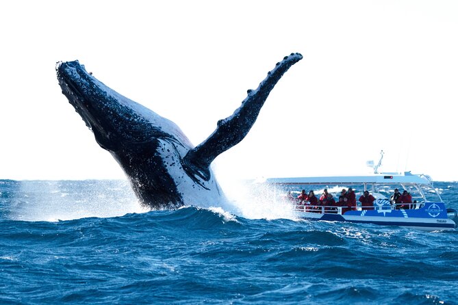 Premier Whale Watching Byron Bay - Key things to plan for before you go