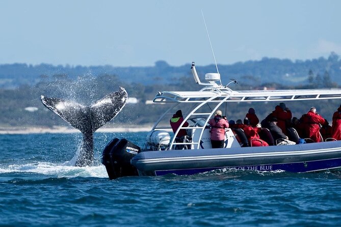 Premier Whale Watching Byron Bay - Stop 1: Byron Bay Sector Sight-Spotting (What You’re Really Doing Out There)
