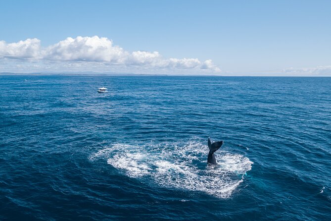 Premier Whale Watching Byron Bay - Stop 2: Ballina Departure and the Richmond River Run