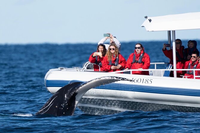Premier Whale Watching Byron Bay - Hydrophone Whale Singing: The Extra That Makes This Tour Different