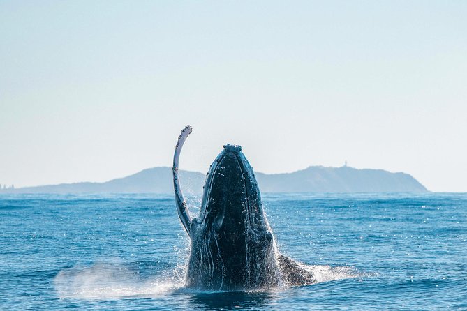 Premier Whale Watching Byron Bay - Close Encounters and Dolphin Extras: What You Might See (and What You Can’t)