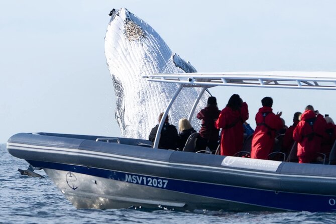 Premier Whale Watching Byron Bay - Whale Guarantee: How the Free Return Trip Works in Real Life