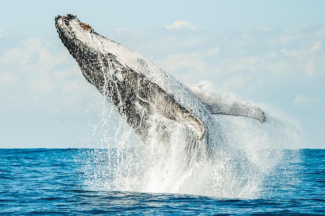 Premier Whale Watching Byron Bay - How the Hunt Works: Following Humpbacks Between Ballina and Cape Byron