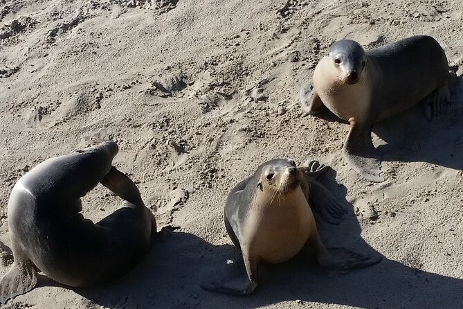 Premium 2 Day Kangaroo Island Minibus Tour from Adelaide - Why this Kangaroo Island minibus tour feels premium (and not like a cattle run)