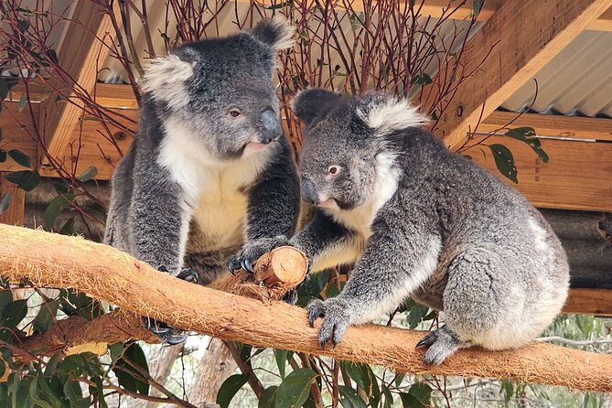 Premium 2 Day Kangaroo Island Minibus Tour from Adelaide - Day 1: French history viewpoints, Cape Willoughby Lighthouse, and sea lions at Seal Bay
