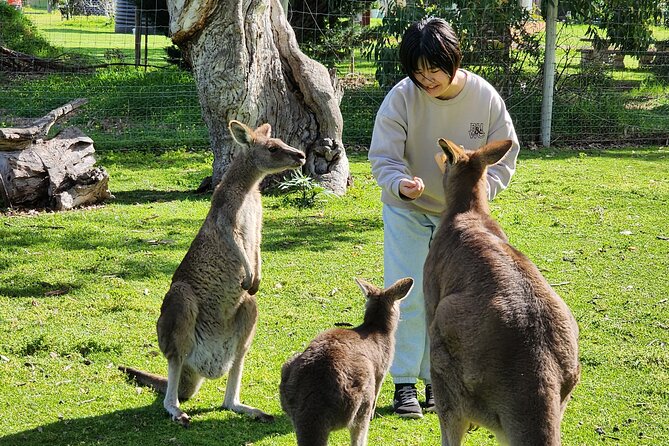 Premium Adelaide Hills Cleland Wildlife and Hahndorf Minibus Tour - Key highlights I’d build your day around