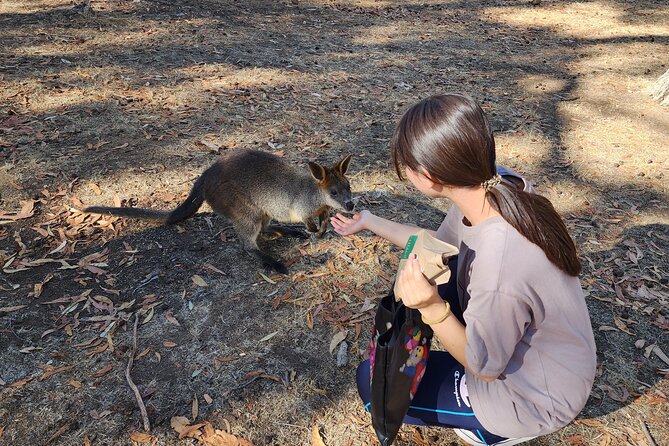 Premium Adelaide Hills Cleland Wildlife and Hahndorf Minibus Tour - Cleland Wildlife Park: the main event for animal lovers