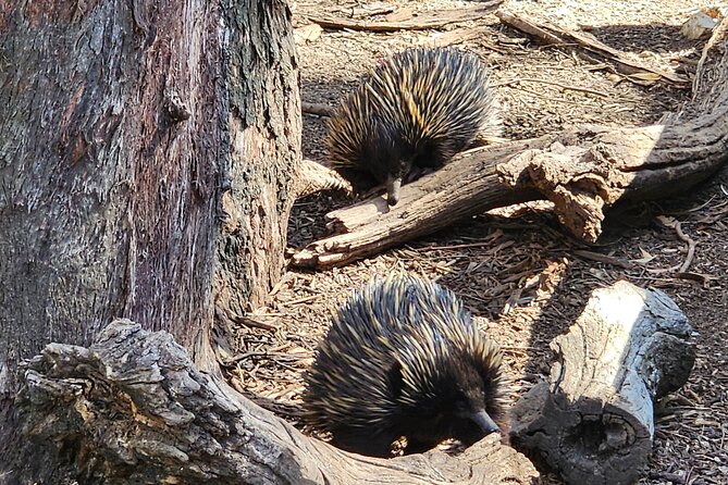 Premium Adelaide Hills Cleland Wildlife and Hahndorf Minibus Tour - Hahndorf on your own: lunch choices and shop browsing time