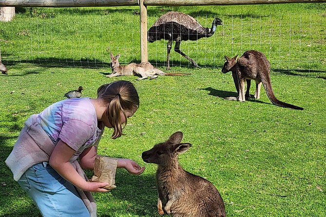Premium Adelaide Hills Cleland Wildlife and Hahndorf Minibus Tour - Mount Lofty Summit: quick views and a chance to reset