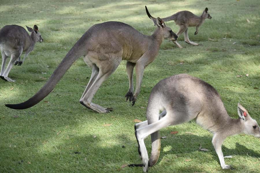 PREMIUM Great Ocean RD Tour REVRS-Luxry SML GRP-Hotel PickUP - Guides and driving matter more than you think