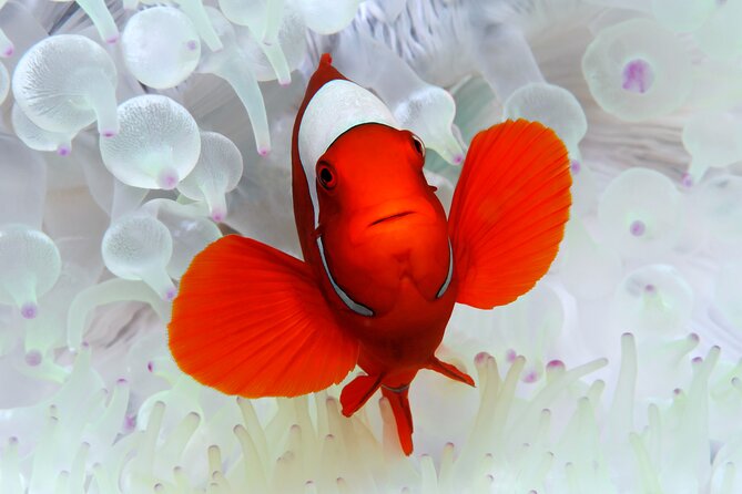 Premium Guided Dive Trip - Outer Great Barrier Reef - Port Douglas to the Outer Reef: a full day that starts early