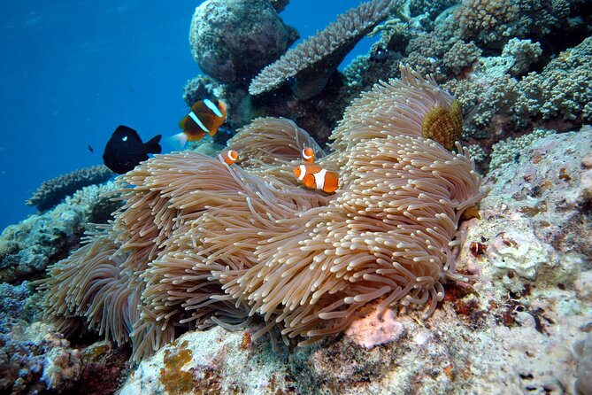 Premium Guided Dive Trip - Outer Great Barrier Reef - For certified divers: who this trip fits best (and who should ask first)