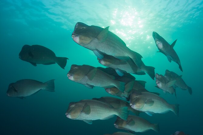 Premium Guided Dive Trip - Outer Great Barrier Reef - Price and value: is $192 a fair deal?